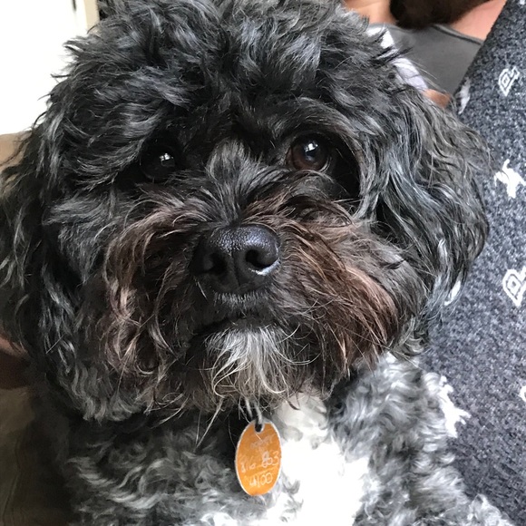 Meet your Posher, Addison - Picture 1 of 1